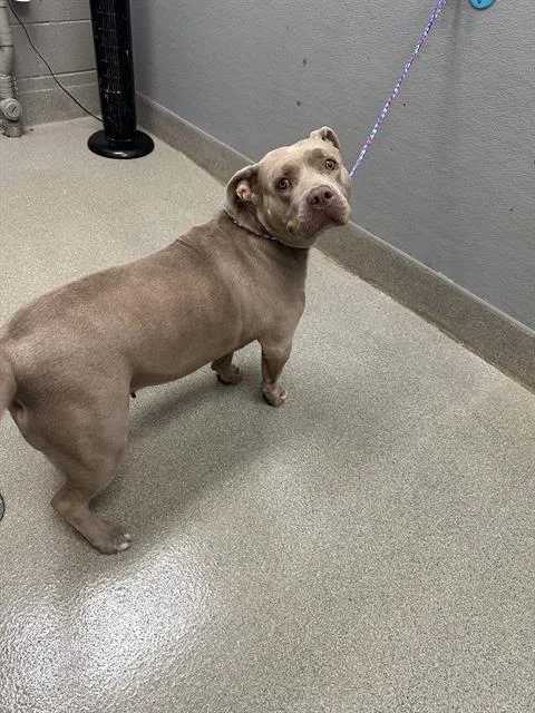 An adult large-sized female Pit Bull Terrier dog named Kita for adoption in Las Vegas, NV