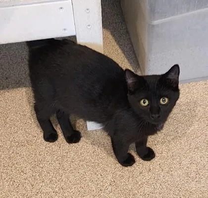 A baby medium-sized female Black Domestic Short Hair cat named Nova for adoption in Fairfield, IA