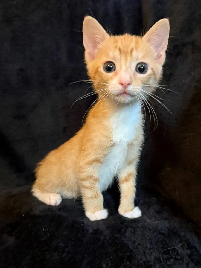 A baby medium-sized male Orange / Red Domestic Short Hair cat named Daniel William for adoption in Nashville, TN