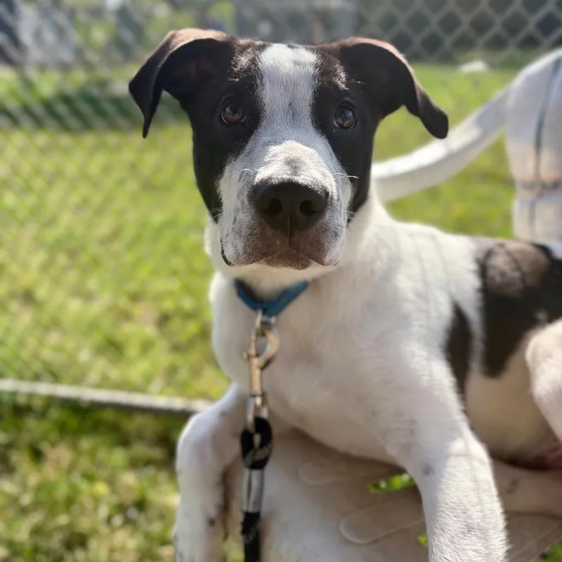 A baby medium-sized male White / Cream Mixed Breed dog named Johnny for adoption in Columbia Station, OH