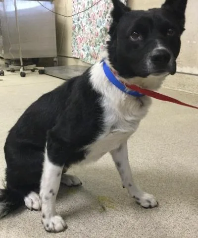 A young medium-sized male Border Collie dog named Niner for adoption in Riverside, CA
