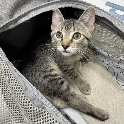 A baby small-sized male Gray / Blue / Silver Domestic Short Hair cat named Levi for adoption in Atlanta, GA
