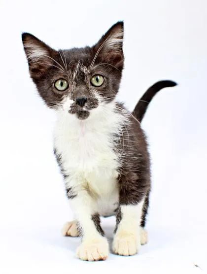 A baby small-sized female Domestic Short Hair cat named Betty for adoption in Morton Grove, IL