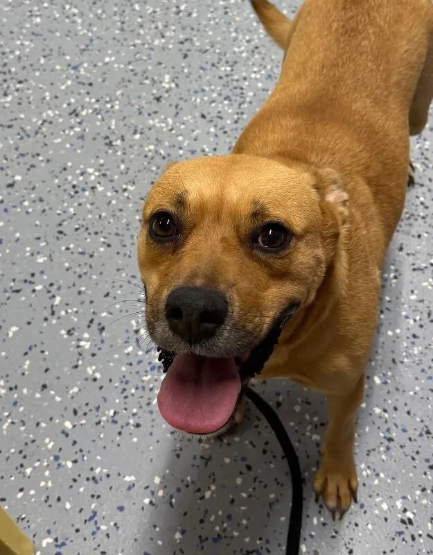 An adult medium-sized female Pit Bull Terrier dog named Greta for adoption in Yankton, SD