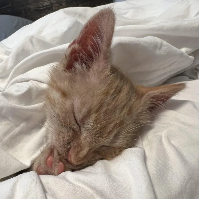A baby medium-sized female Tabby cat named Pearl Krabs for adoption in Columbia, SC