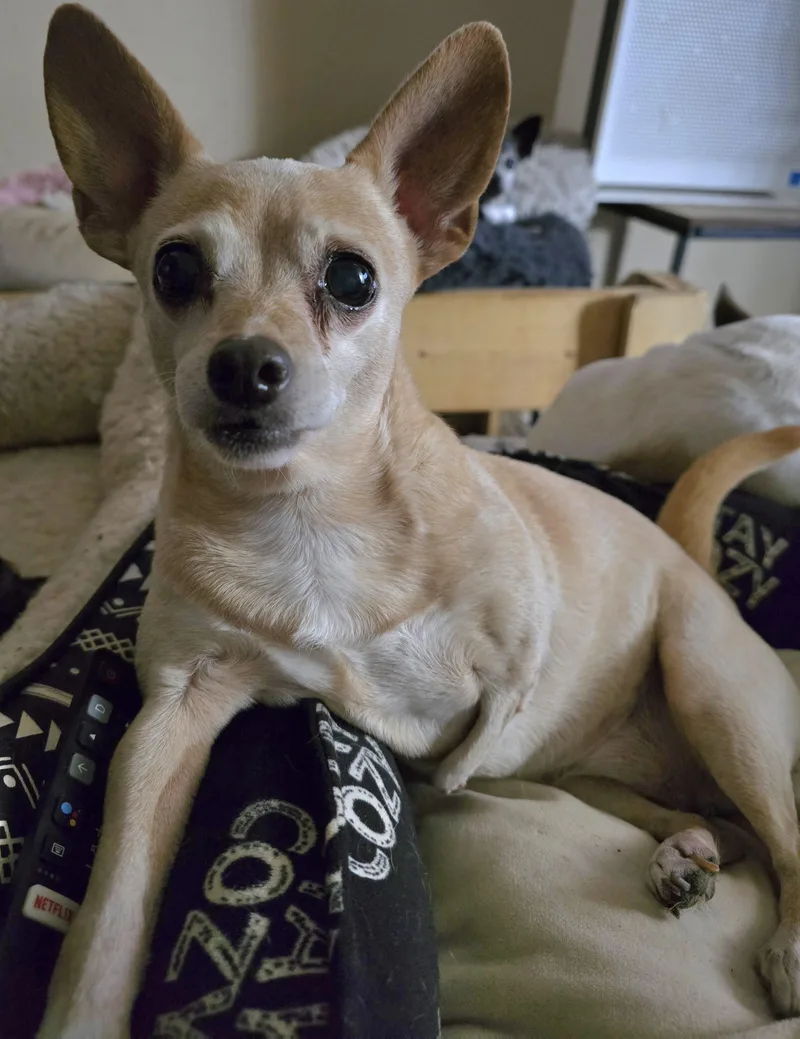 Peanut