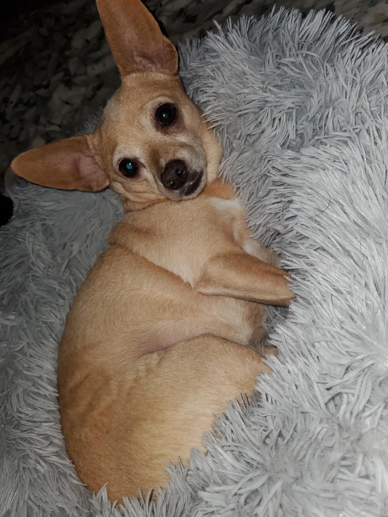 Peanut thumbnail 3