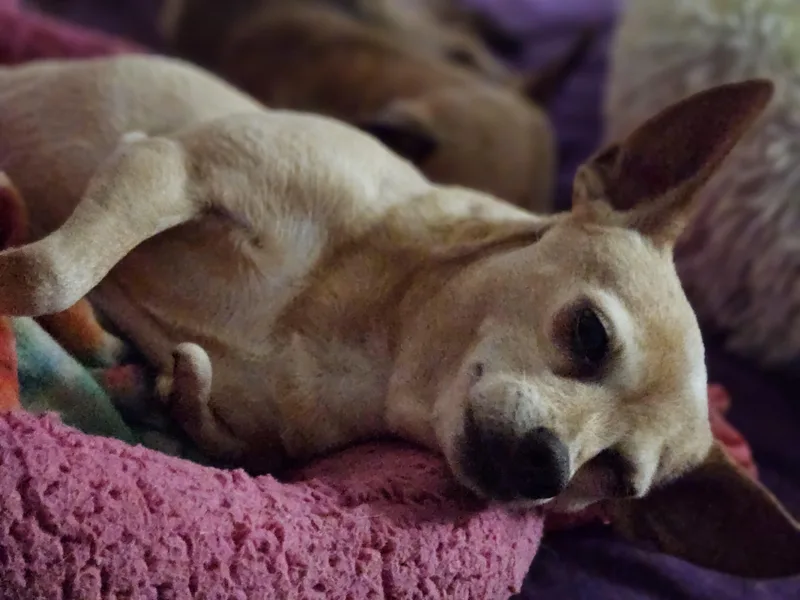 Peanut thumbnail 4