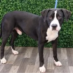 A young large-sized male Black Labrador Retriever dog named Tudney for adoption in Chesapeake, VA