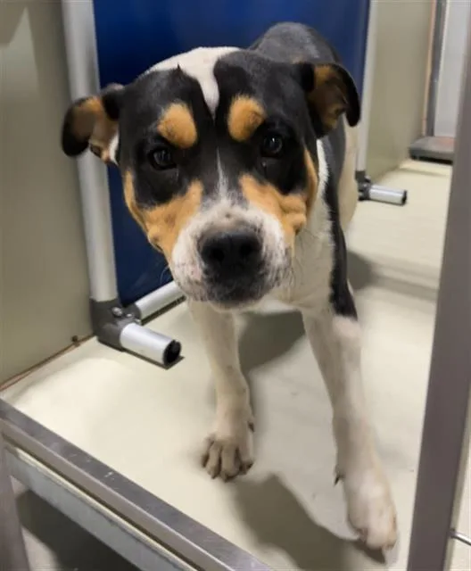A young medium-sized male Australian Cattle Dog / Blue Heeler dog named Odyssies for adoption in Bakersfield, CA