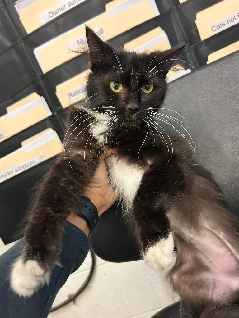 A young large-sized female Domestic Medium Hair cat named Sharkira  EOD for adoption in Chickamauga , GA
