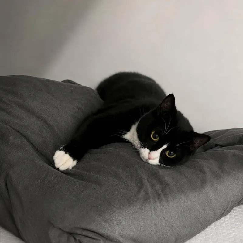 A baby small-sized female Tuxedo cat named Penelope Aka Penny for adoption in North Bergen, NJ