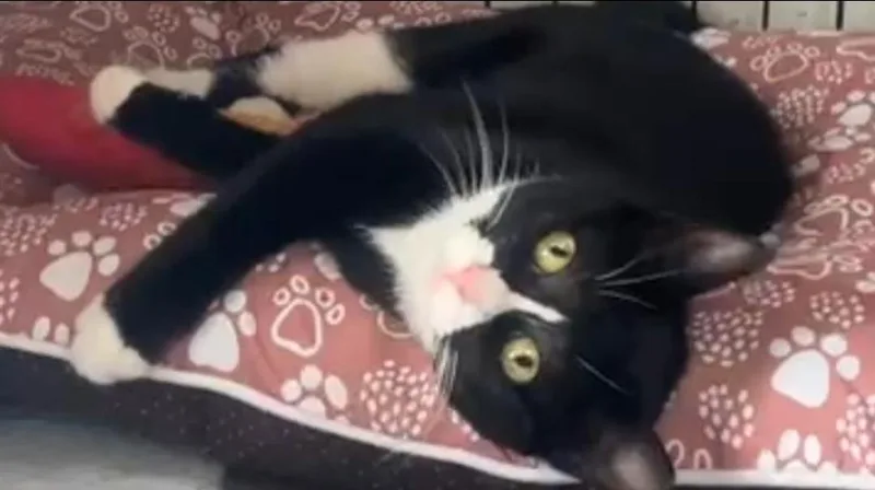 Penelope Aka Penny thumbnail 2