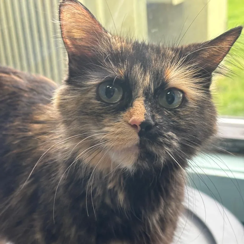 A young medium-sized female Brown / Chocolate Domestic Long Hair cat named Firecracker for adoption in Grand Rapids, MI