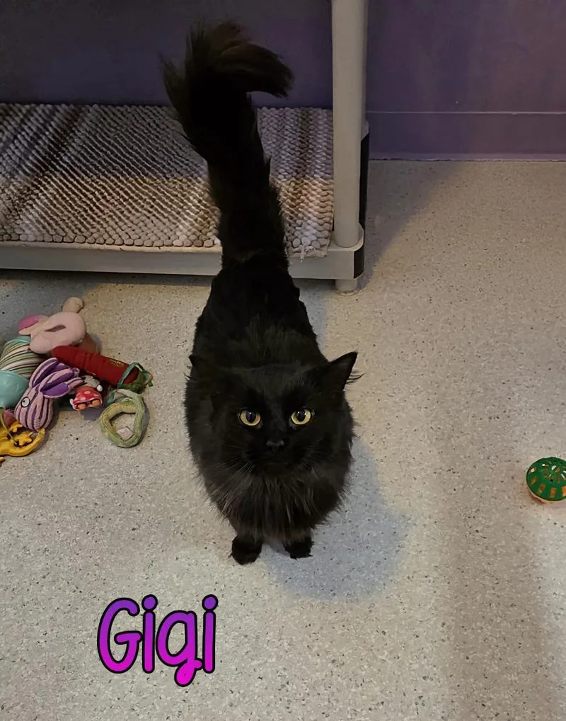 A young medium-sized female Domestic Short Hair cat named Gigi for adoption in Port Clinton, OH
