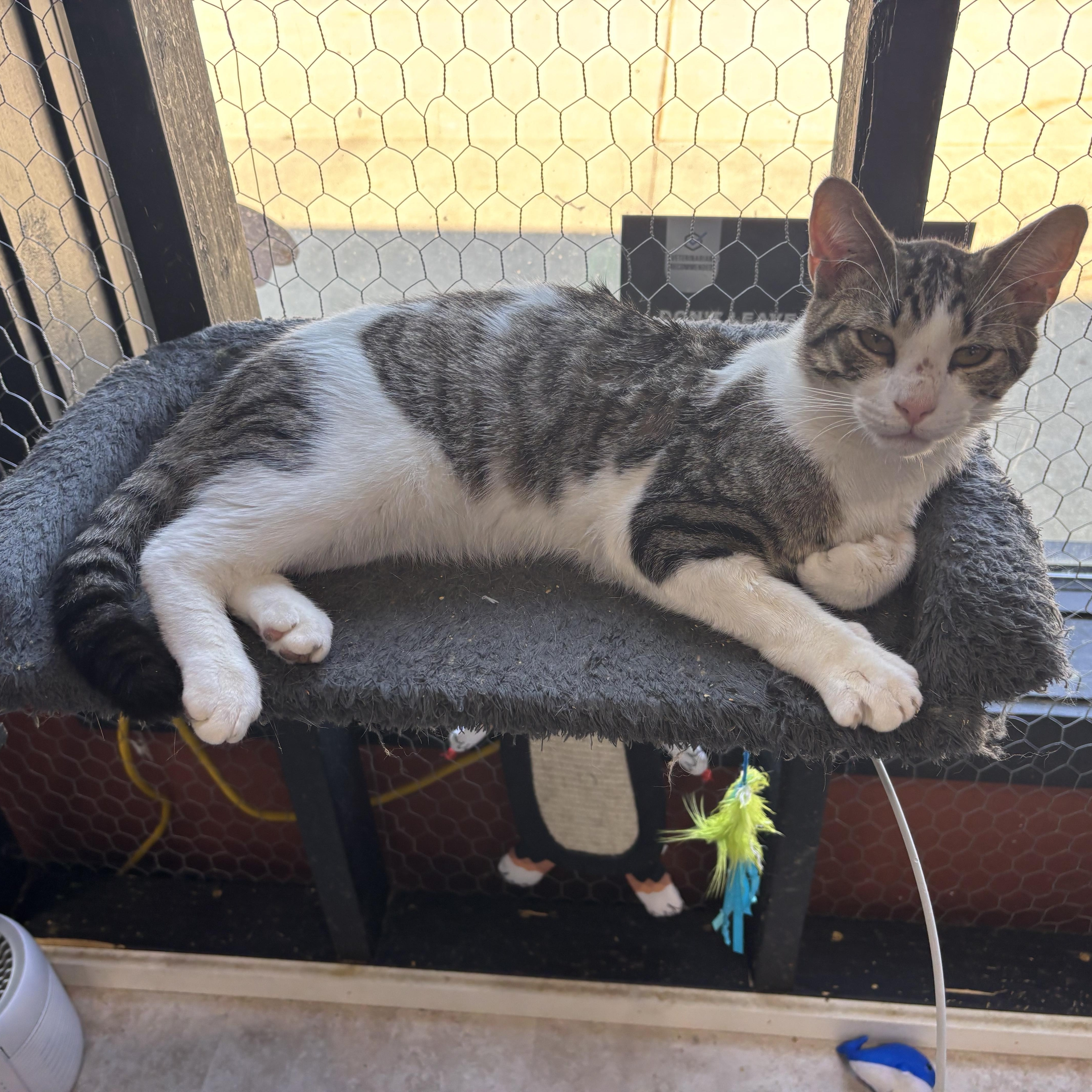 A baby medium-sized male Buff / Tan / Fawn Domestic Short Hair cat named Shakespeare for adoption in Galloway, NJ