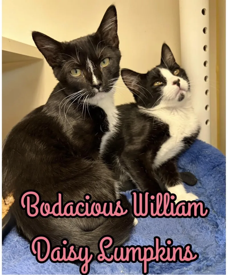 Bodacious William & Daisy thumbnail 2