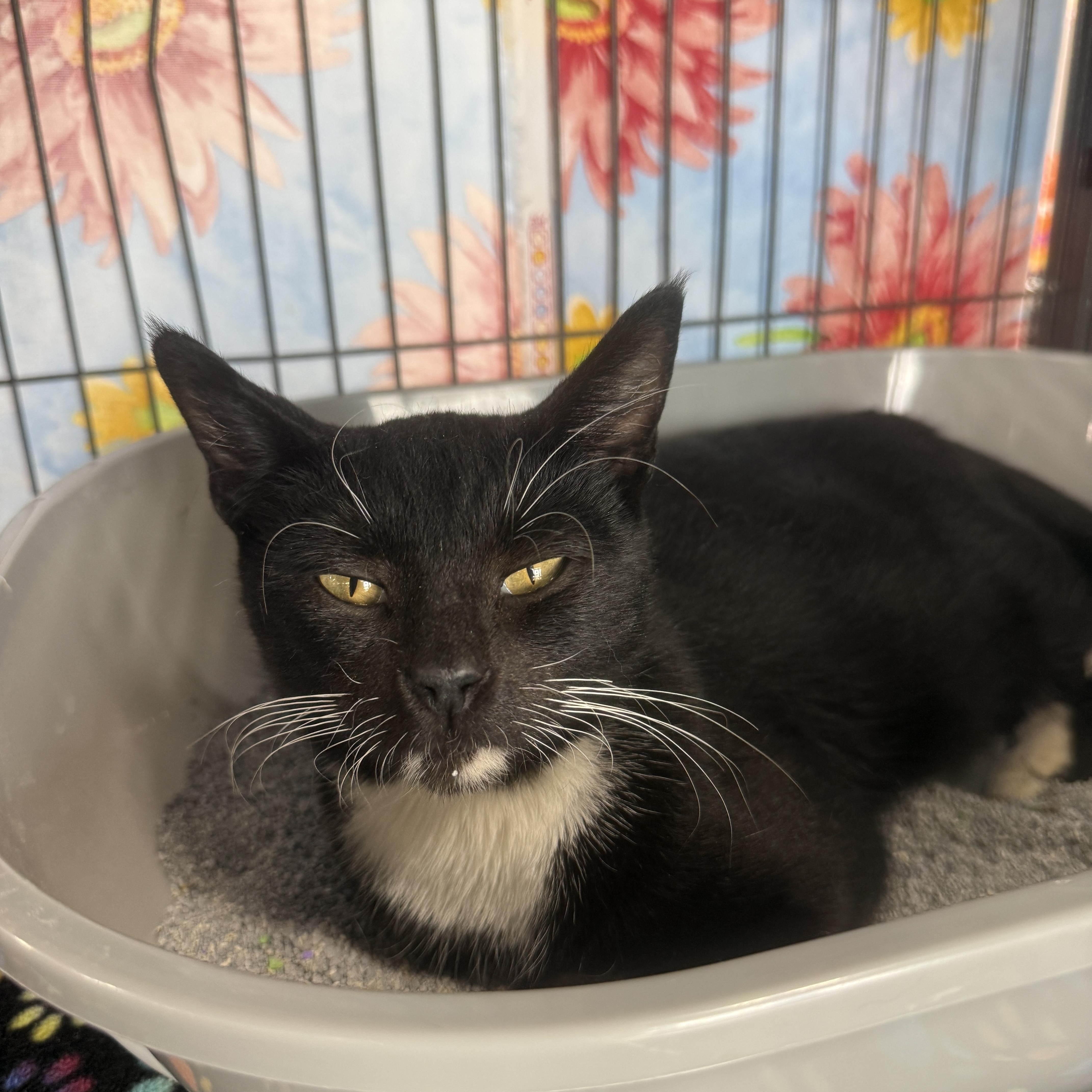 A young medium-sized female Black & White / Tuxedo Domestic Short Hair cat named Rosa for adoption in Jacksonville, FL
