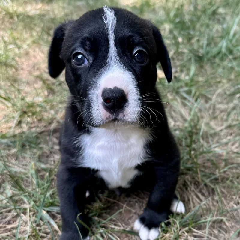 A baby small-sized male Black Labrador Retriever dog named Lorcan for adoption in Fairfax Station, VA