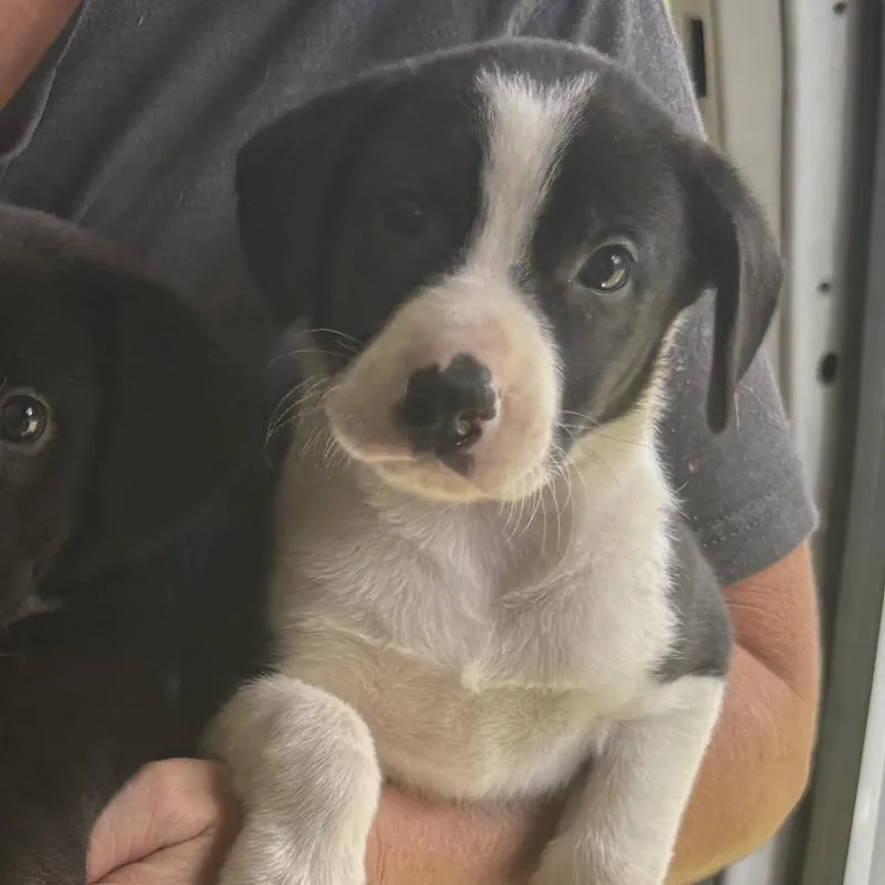 A baby medium-sized female Black Mixed Breed dog named Croissant for adoption in Austin, TX
