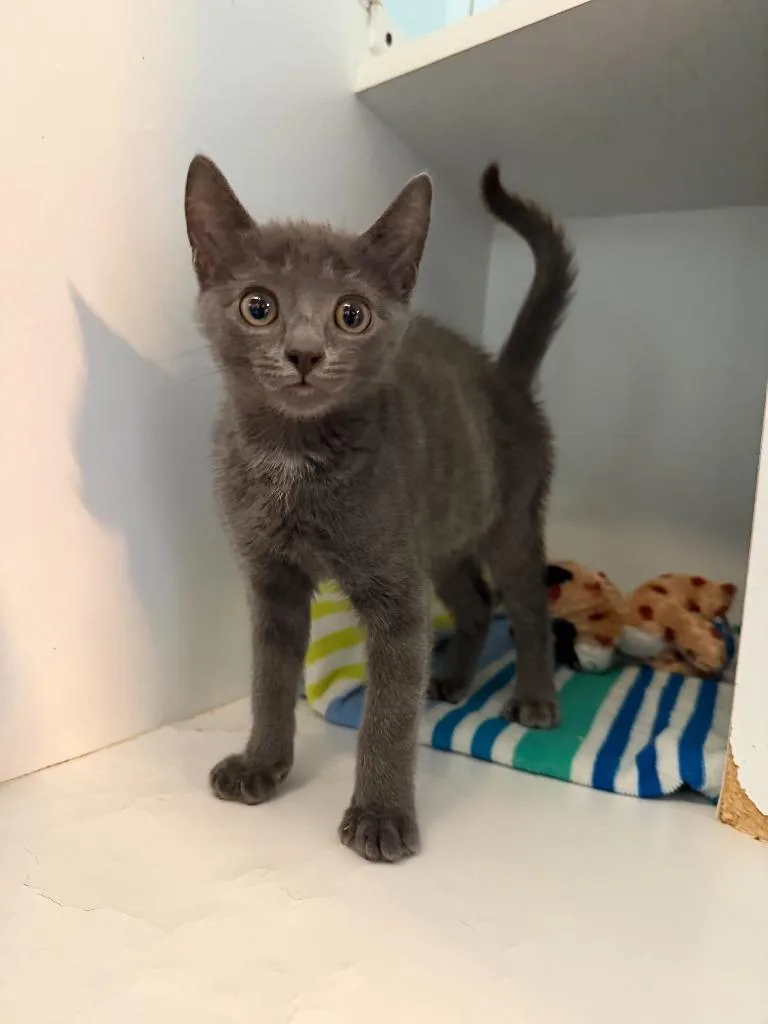 A baby small-sized male Domestic Short Hair cat named Elmer for adoption in Hyde Park, NY