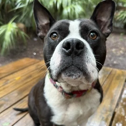 An adult medium-sized male Black Mixed Breed dog named Bubbles for adoption in Charleston, SC