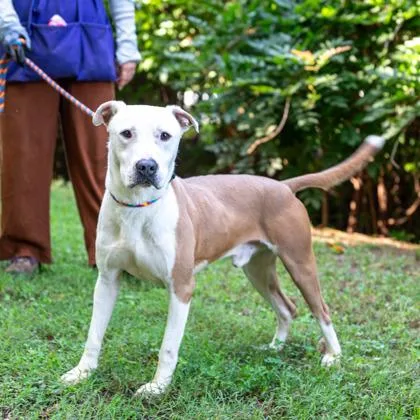 An adult large-sized male Mixed Breed dog named Bungalow for adoption in Chamblee, GA