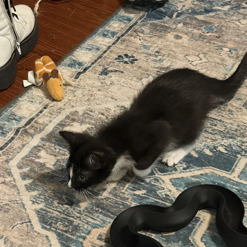 A baby medium-sized female Black & White / Tuxedo Domestic Short Hair cat named Beignet for adoption in Muncie, IN