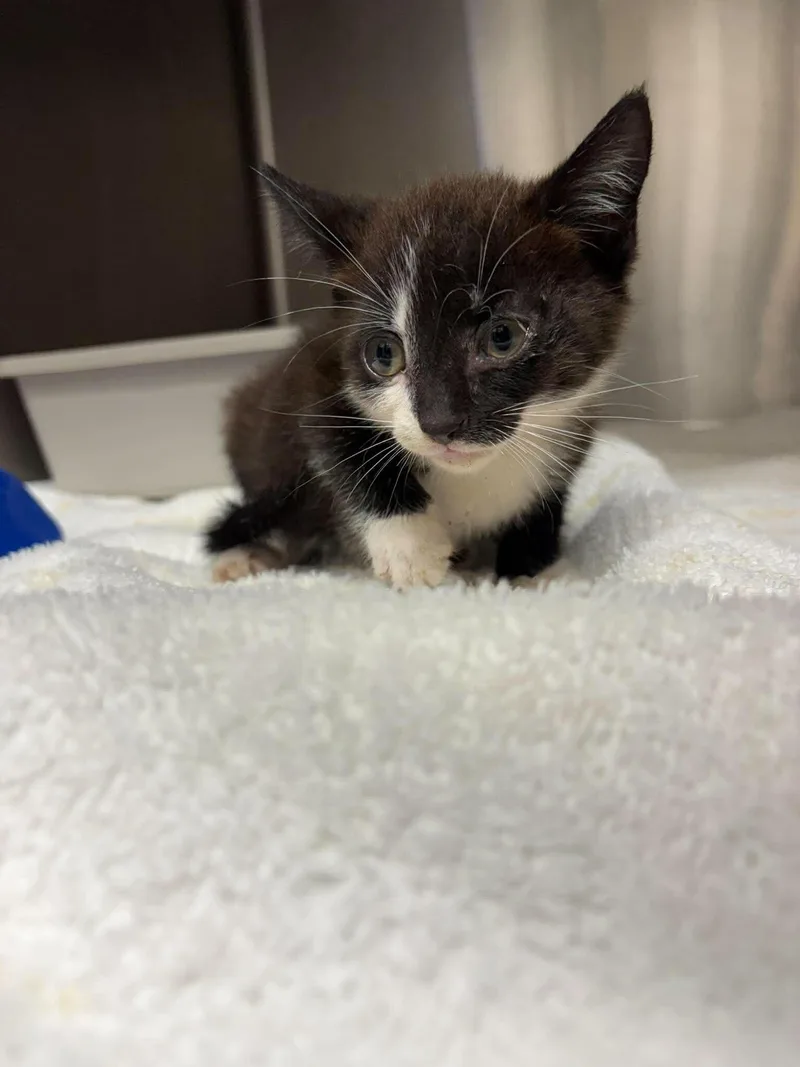 A young medium-sized male Domestic Short Hair cat named Unknown for adoption in Burgaw, NC
