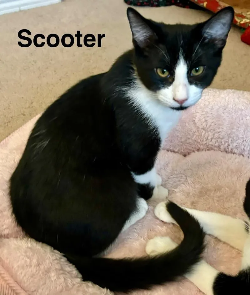 Scooter thumbnail 5