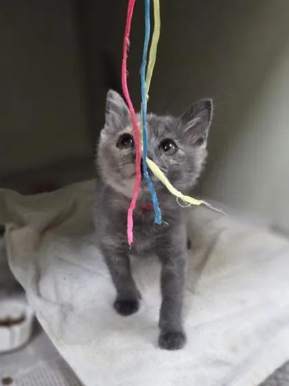 A baby small-sized female Domestic Short Hair cat named Marzipan for adoption in Westland, MI