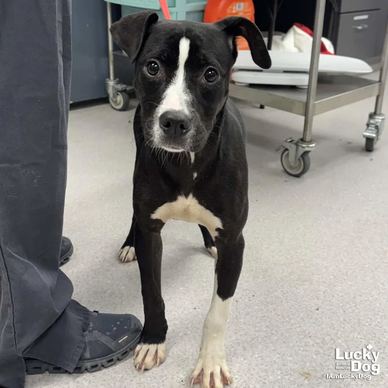 A baby medium-sized female Boxer dog named Raya for adoption in Washington, DC