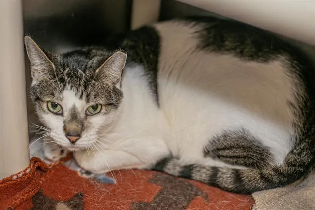An adult large-sized male Domestic Short Hair cat named Murphy for adoption in Charlotte, NC