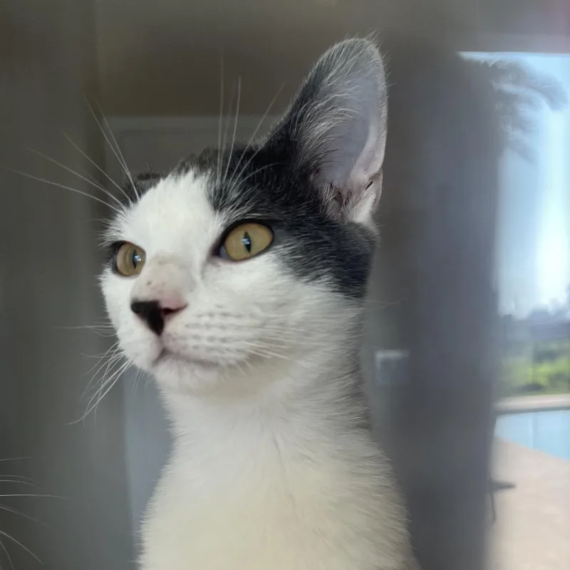 A young medium-sized male White Domestic Short Hair cat named Chevy for adoption in Fresno, CA