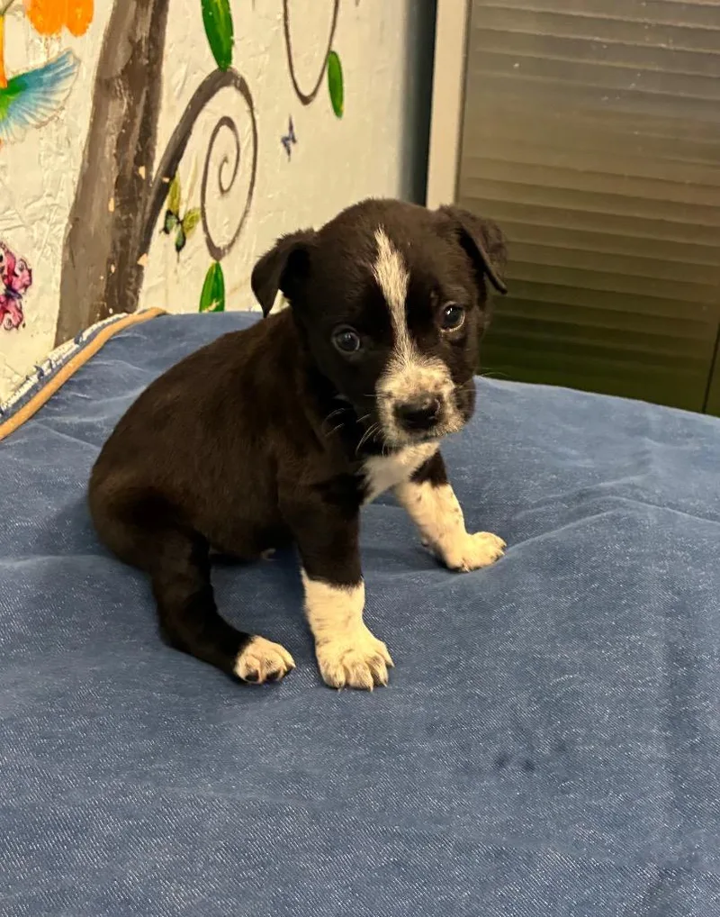 A baby medium-sized male Australian Cattle Dog / Blue Heeler dog named Parker for adoption in Brookhaven, MS