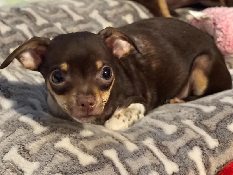 A baby small-sized female Chihuahua dog named Lotus for adoption in Canyon Lake, TX