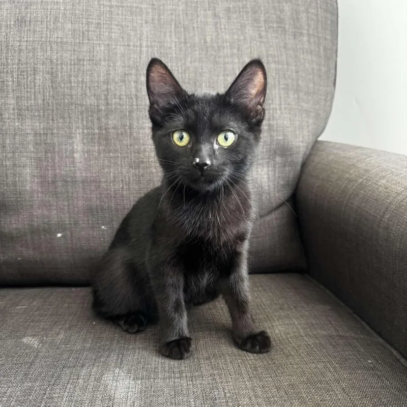 A baby small-sized female Black Domestic Short Hair cat named Penny Conover for adoption in Eagle Mountain, UT