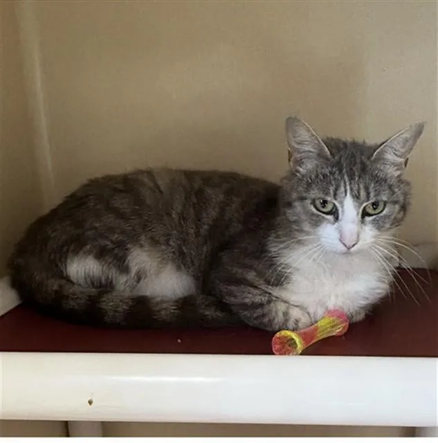 A young medium-sized female Domestic Short Hair cat named Remy for adoption in Lincolnton, NC