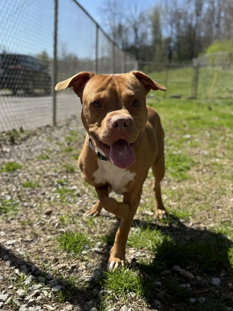 An adult medium-sized male Golden Mixed Breed dog named Nels for adoption in Leitchfield, KY