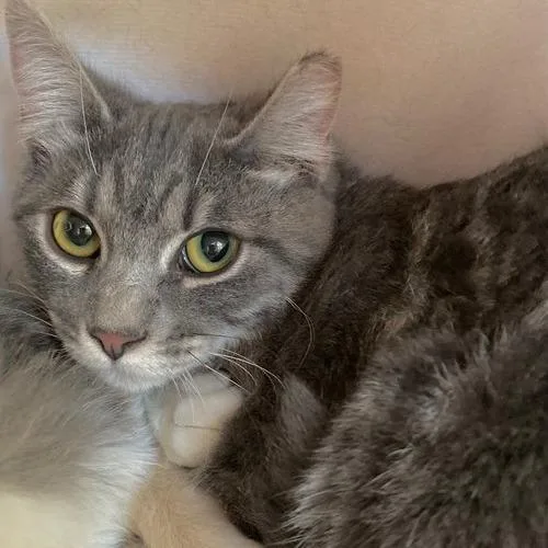 An adult small-sized female Domestic Short Hair cat named Maggie for adoption in Tucson, AZ