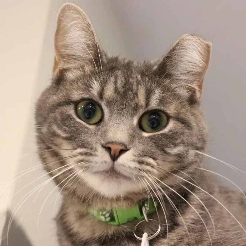 Maggie thumbnail 4