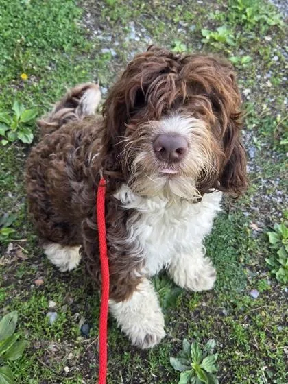 A young medium-sized female Portuguese Water Dog dog named Noodle for adoption in Malvern, PA