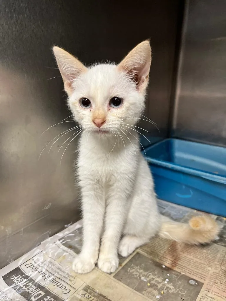 A baby medium-sized female Domestic Short Hair cat named Frostina for adoption in Hopkinsville, KY