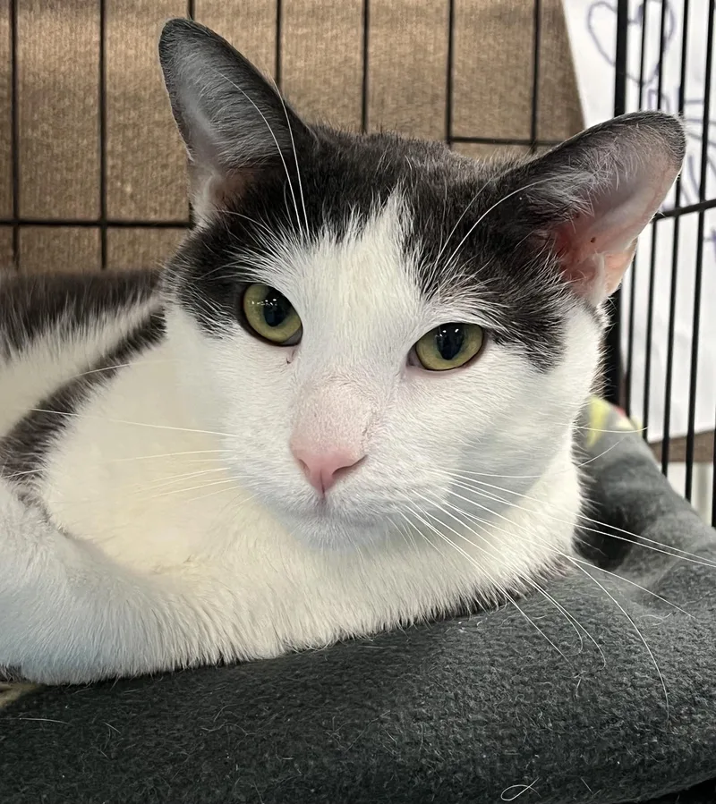 A young medium-sized male Gray / Blue / Silver Domestic Short Hair cat named Zeus for adoption in Johnston, RI