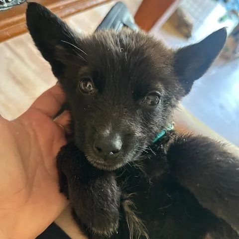 A baby small-sized female Black Mixed Breed dog named Zyrtec for adoption in Buffalo, MN