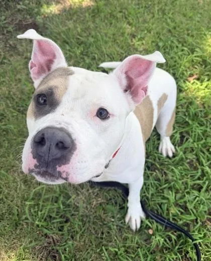 An adult large-sized male White / Cream Pit Bull Terrier dog named Cisco for adoption in Kansas City, MO