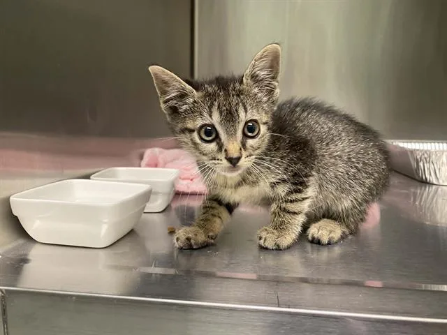 A baby small-sized male Domestic Short Hair cat named Timmy for adoption in Tustin, CA
