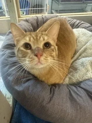 A young large-sized male Domestic Short Hair cat named Milo for adoption in Palm Coast, FL
