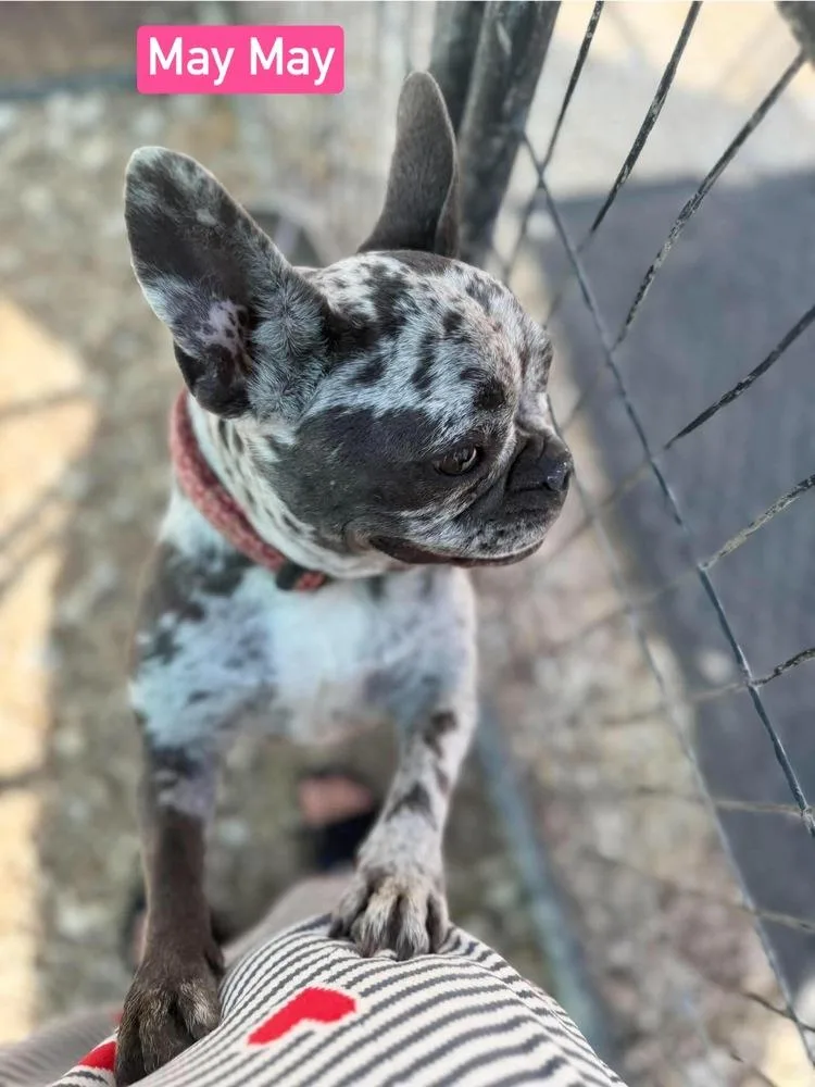 An adult small-sized female French Bulldog dog named May May aka Ellie for adoption in Warrenton, MO