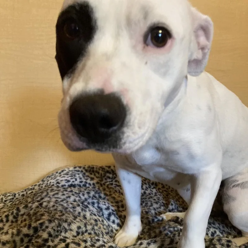 An adult medium-sized female White / Cream Mixed Breed dog named Morticia for adoption in Saint Charles, MO